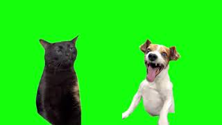 Green Screen Laughing Dog With Black Cat Zoning Out Meme [upl. by Funch]