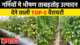 टमाटर की टॉप  5 किस्में  Tomato Top 5 Variety  hybrid seeds  Summer Season  tamatar ki kheti [upl. by Nnalyrehs]