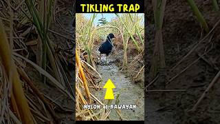 TIKLING TRAP nylon at kawayan Birdtrap shorts viral [upl. by Karilla399]