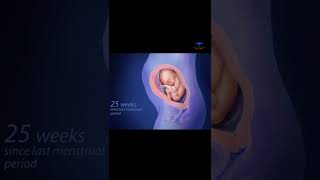 fetus development  40 weeks of pregnancy  medical [upl. by Chiquia511]