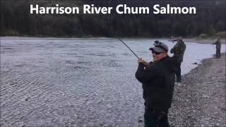 Chum Salmon Fishing  Fraser River Valley BC 2016 [upl. by Reamy454]