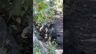 Thirsty Javelinas visit a Spring westtexas wildlife [upl. by Nelli]