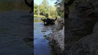 Rottweilers stick wrestling [upl. by Michelle114]