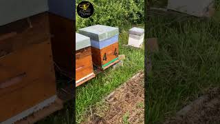 ca crie famine  part 14  LRSG apiary beekeeper apiculture bee beekeeping [upl. by Tam]