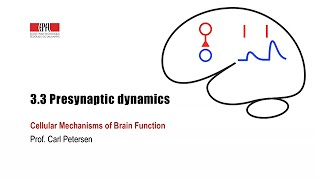 33 Presynaptic dynamics [upl. by Judson]