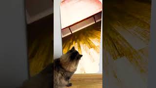 Cat reaction to 😱 Just a friend under the bed🤪😲Skibidi Toilet Song shorts monster creepy scarry [upl. by Alleyne76]