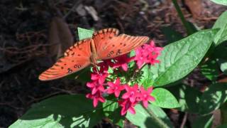 Washington Oaks Gardens State Park [upl. by Allenotna]