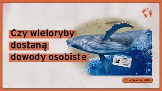 Czy wieloryby dostaną dowody osobiste DziałSplaining036 [upl. by Ogram510]