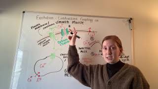 2 Excitation Contraction Coupling in Smooth Muscle [upl. by Inek]