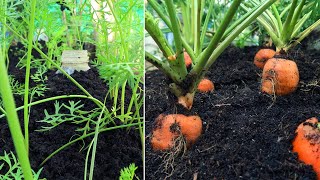 It was surprising with the way to grow carrots at home for a lot of tubers [upl. by Gail]