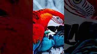 Red Parrot Protects Babies in Winter Nest shorts ytshorts naturelovers [upl. by Yregerg]