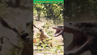 Comodo dragon attack goat animals wildwildlife comododragon goat [upl. by Rowena760]