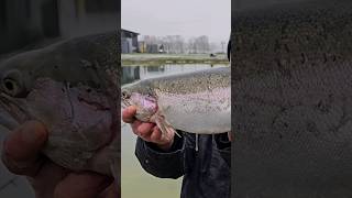 Große Forellen von 11Kilo bei Langlitz im Emsland BigS shorts angeln fishing short army BigS [upl. by Jeffers]