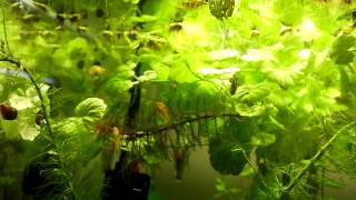 Heterandria formosa in floating plants [upl. by Eyt]