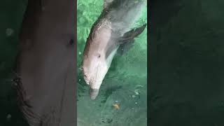 Up Close and Personal Bottlenose Dolphin Greets the Camera 🌊🐬 [upl. by Nilcaj]