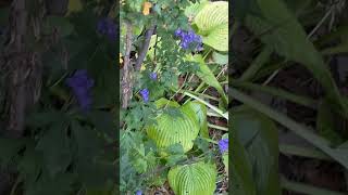 Monkshood blooms in fall with golden hosta monkshood hosta fallcolors [upl. by Aniraz]