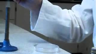 Separating mixtures of microbes by streak dilution [upl. by Virginia3]