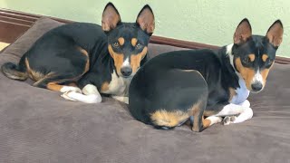 Basenjis on a Tuesday  May 14 2024 [upl. by Ecinev696]