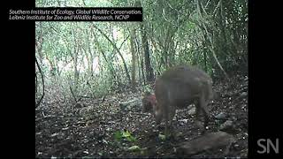 A silverbacked chevrotain is caught on camera in Vietnam  Science News [upl. by Maurizia]