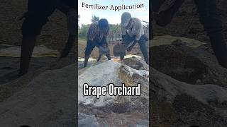 Fertilizer application in grapeIntegrated Nutrient managementshortsexploresatisfying [upl. by Yaj]