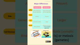 Difference between prokaryotic and eukaryotic cells biology neet [upl. by Aicul231]