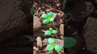 Nicotiana Rustica seedlings farming tobacco shorts youtubeshorts foryou [upl. by Ahsaercal764]