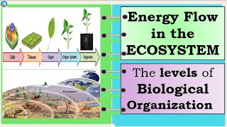 Science 7 Level of Biological Organization [upl. by Killian]