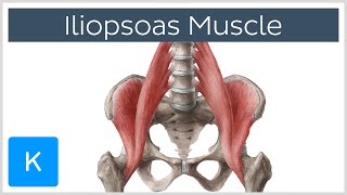 Iliopsoas Muscle Action  Function Anatomy amp Innervation  Human Anatomy  Kenhub [upl. by Adnuahsar]