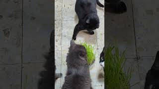 Pelea de gatos por la hierba cat catsofyoutube catshorts funny gatosdivertidos catlover [upl. by Amos295]