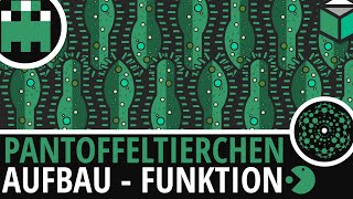 Pantoffeltierchen Aufbau einfach erklärt│Biologie Lernvideo Learning Level Up [upl. by Natale]