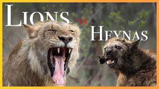 LIONS VS HYENAS  eternal enemies [upl. by Nelyak4]