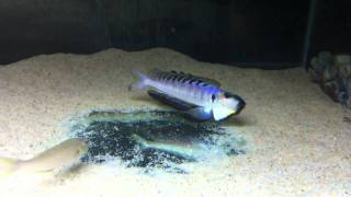 Enantiopus melanogenys Namansi breeding group part 1  PISCES [upl. by Kcaj840]