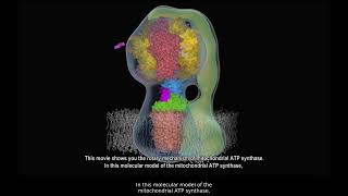 Rotating ATP Synthase [upl. by Kennan]