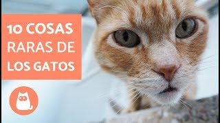 10 COSAS RARAS que hacen los GATOS [upl. by Junia919]