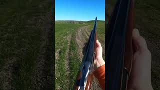 No worries pull the trigger pheasanthunting hunting birdhunting pointer birddog birdhunting [upl. by Wanyen]