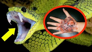 THE MOST VENOMOUS SNAKES In The World [upl. by Merta313]