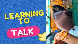 Adorable Myna learning to talk mitthu  Myna Bird Talking mynabird birdtalking [upl. by Hezekiah855]