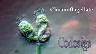 Choanoflagellate Codosiga mix [upl. by Humfrid]