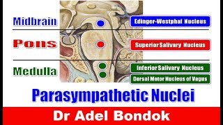 Parasympathetic Nuclei in the Brainstem and Parasympathetic Ganglia Dr Adel Bondok [upl. by Tremann]