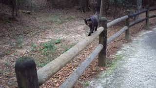 Magnet the Cat at the Mississippi Petrified Forest [upl. by Dawna47]