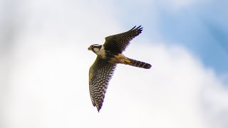 Falcão de coleira atacando um suposto rival dentro do seu território [upl. by Fugazy]