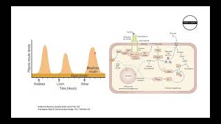 DIABETES PARA EL ENARM 2024 [upl. by Seagrave78]