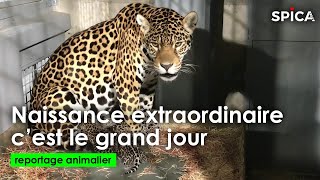 Naissance extraordinaire  Cest le grand jour au zoo [upl. by Ahseal]