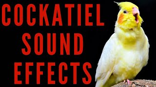 COCKATIEL SOUND EFFECTS  Cockatiel Sounds  maktubytv [upl. by Halika]