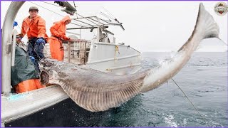 Giant Halibut Fishing Using Halibut Longline Fishing in California  How to Cook Halibut Fish Fillet [upl. by Tinya437]