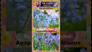 Agapanthus flowers agapanthus video shortvideos shorts video reels viralvideo shortsfeed [upl. by Letsyrhc]