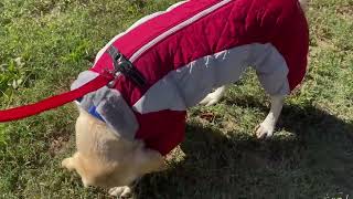 AOFITEE Fullbody Dog Coat Warm Fleece Dog Jacket Four Legged Puffer Coat Review [upl. by Clayton]