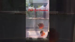 Chilli Red Gourami We11p45am gourami gouramifish aquariumfish dwarfgourami [upl. by Anaerdna617]