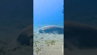 Facts About Dugongs shorts marinelife seaanimal sealife dugong seacow [upl. by Bowrah]