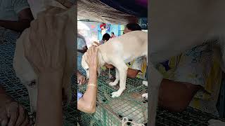 galif Street pet market dog price new update [upl. by Nyrahtak]